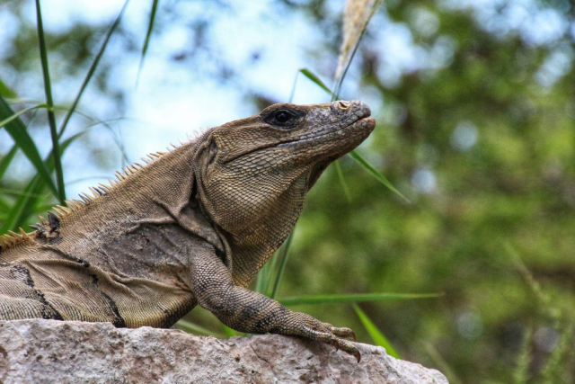 Iguane Yucatan Messico